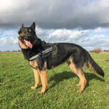 Reflective Nylon Dog Harness