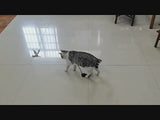 Simulation Bird Interactive Pet Toy